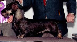 picture of dog