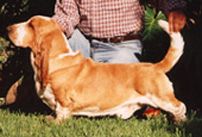 picture of dog