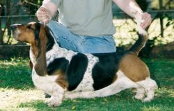 picture of dog