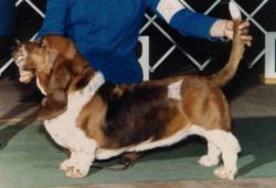 picture of dog