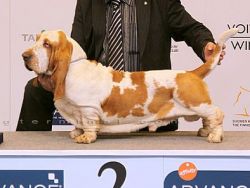 picture of dog