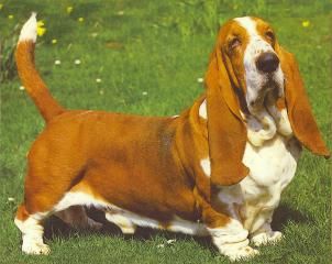 picture of dog
