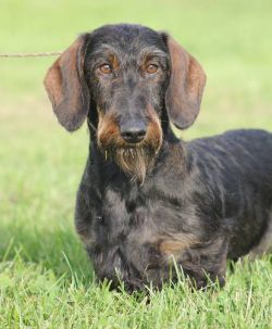 picture of dog