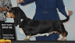 picture of dog