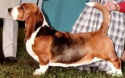 picture of dog