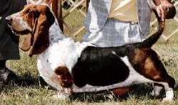 picture of dog