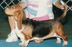 picture of dog