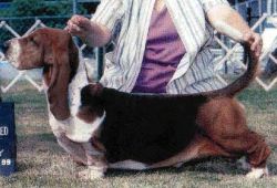 picture of dog