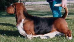 picture of dog