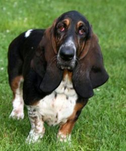 picture of dog