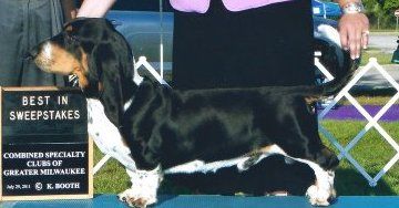 picture of dog