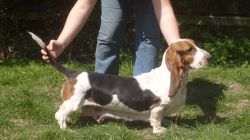 picture of dog