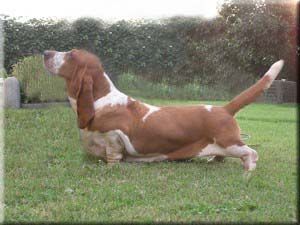 picture of dog