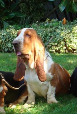 picture of dog