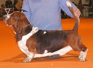 picture of dog