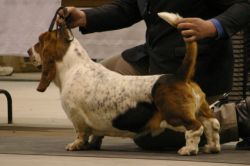 picture of dog