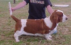 picture of dog