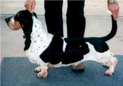 picture of dog