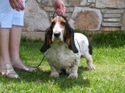 picture of dog