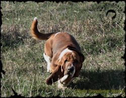 picture of dog