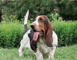 picture of dog