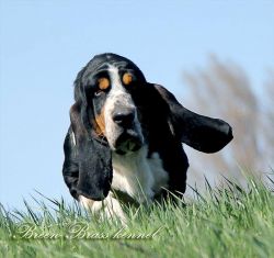 picture of dog