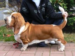 picture of dog